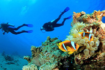 Специальность PADI Защита караловых рифов