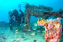 Специальность PADI Защита караловых рифов